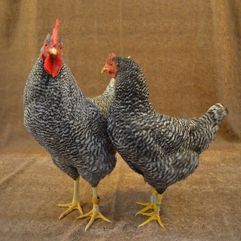 Best chicken road gokkast in Netherlands